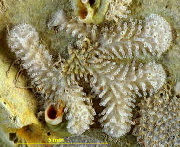 Tubulipora plumosa