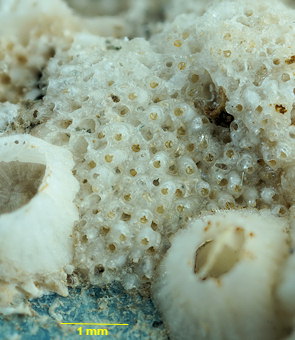 Turbicellepora avicularis