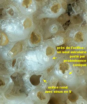 Turbicellepora avicularis