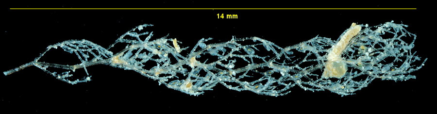 Vesicularia spinosa