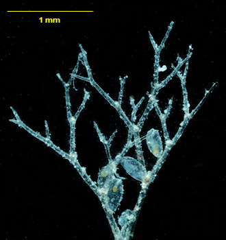 Vesicularia spinosa
