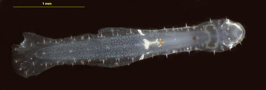 Spadella cephaloptera