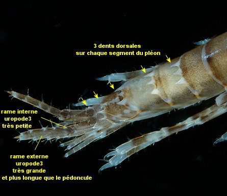 Abludomelita gladiosa