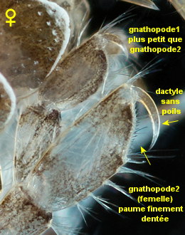 Abludomelita gladiosa