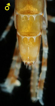 Abludomelita gladiosa