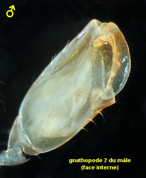 Abludomelita gladiosa