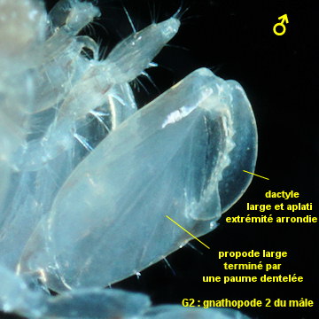 Abludomelita obtusata