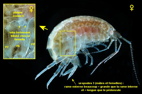 Abludomelita obtusata