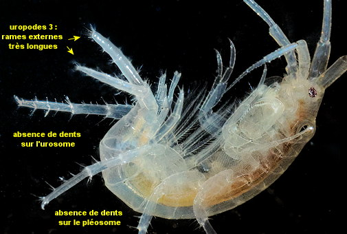 Allomelita pellucida