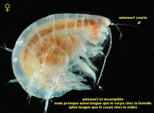 Ampelisca tenuicornis
