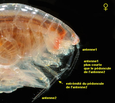 Ampelisca tenuicornis