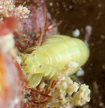 Amphitholina cuniculus