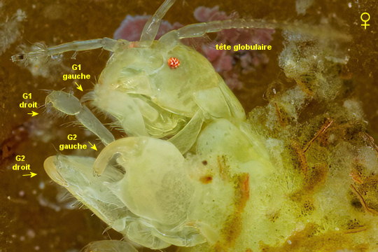 Amphitholina cuniculus