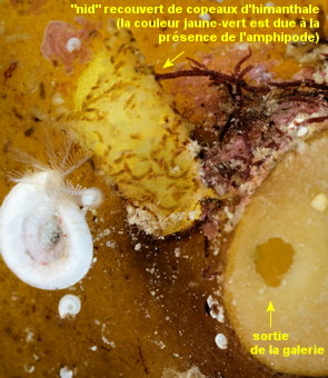 Amphitholina cuniculus