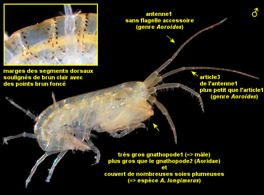 Aoroides longimerus