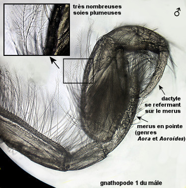 Aoroides longimerus