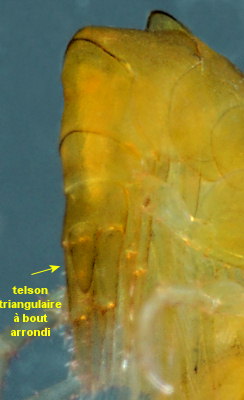 Apherusa cirrus