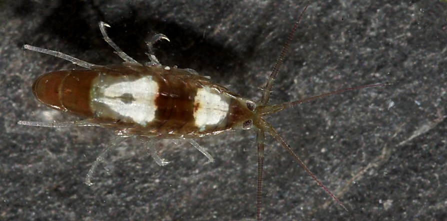 Apherusa jurinei