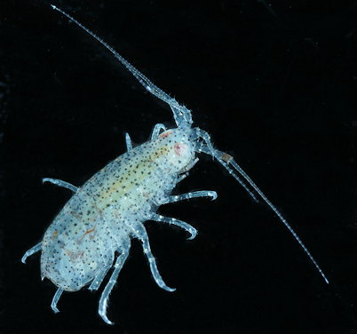 Apherusa ovalipes