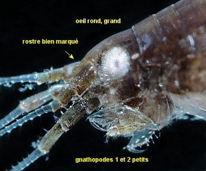 Apherusa ovalipes