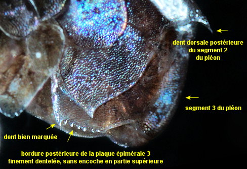 Apherusa ovalipes