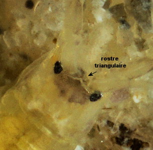 Apocorophium acutum