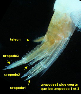 Apolochus neapolitanus