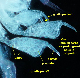 Apolochus neapolitanus