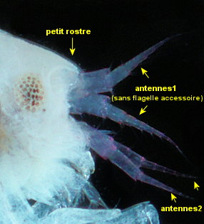 Apolochus neapolitanus