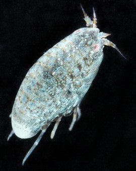 Apolochus spencebatei