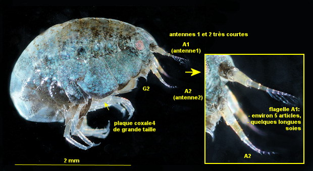 Apolochus spencebatei