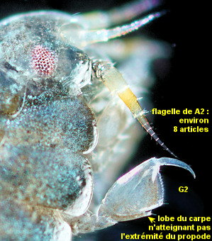 Apolochus spencebatei