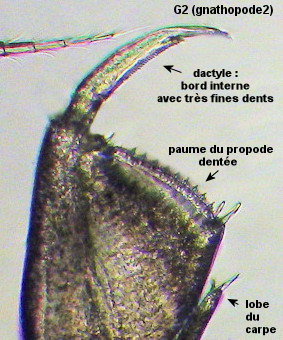 Apolochus spencebatei