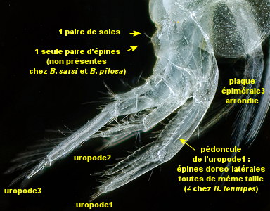 Bathyporeia elegans