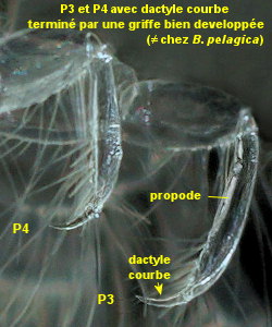 Bathyporeia elegans