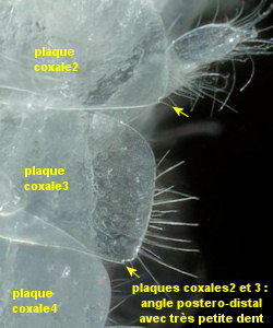 Bathyporeia elegans