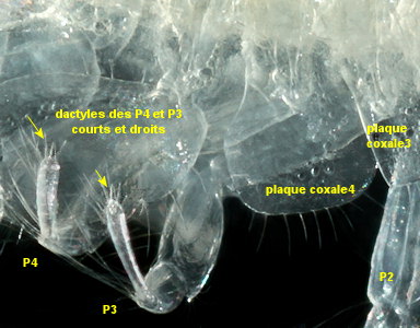Bathyporeia pelagica