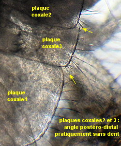 Bathyporeia pelagica