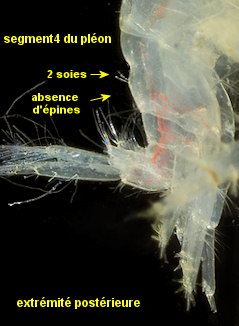 Bathyporeia pilosa