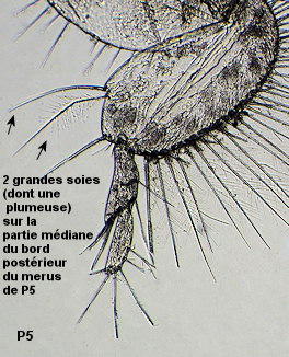 Bathyporeia pilosa