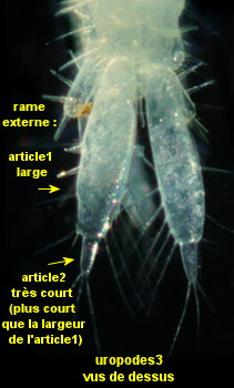 Bathyporeia sarsi