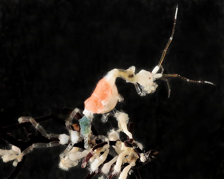 Caprella acanthifera