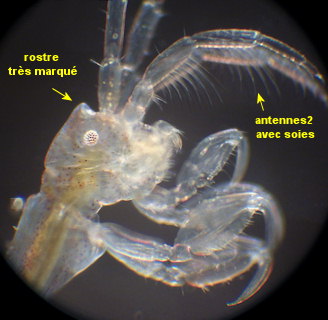 Caprella andreae