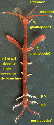 Caprella fretensis