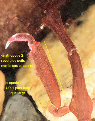 Caprella fretensis
