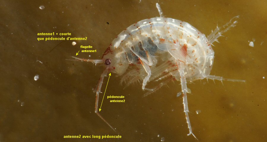 Cheirocratus sundevallii