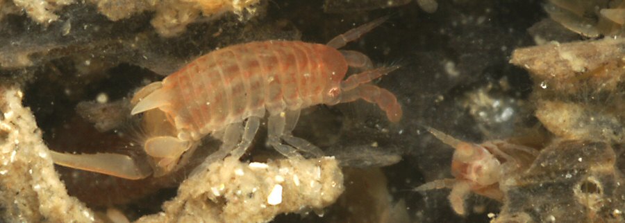 Chelura terebrans