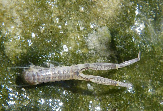 Corophium volutator