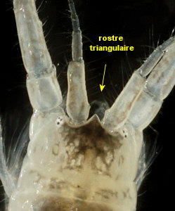 Corophium arenarium