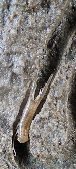 Corophium volutator